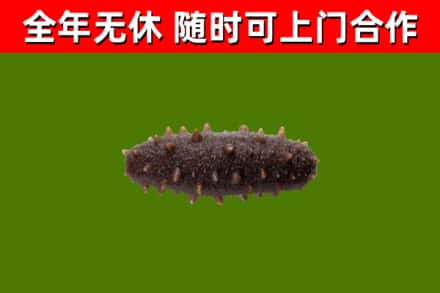 萨尔图回收海参干
